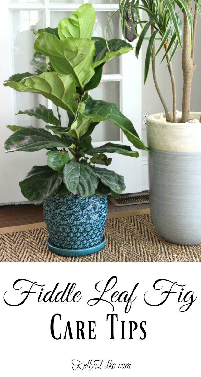 Fiddle Leaf Fig Care Tips - everything you need to know! kellyelko.com