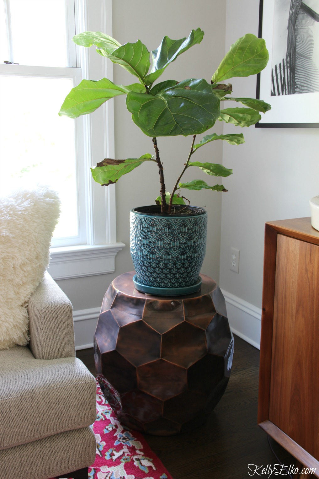 Everything you need to know so your fiddle leaf fig thrives kellyelko.com