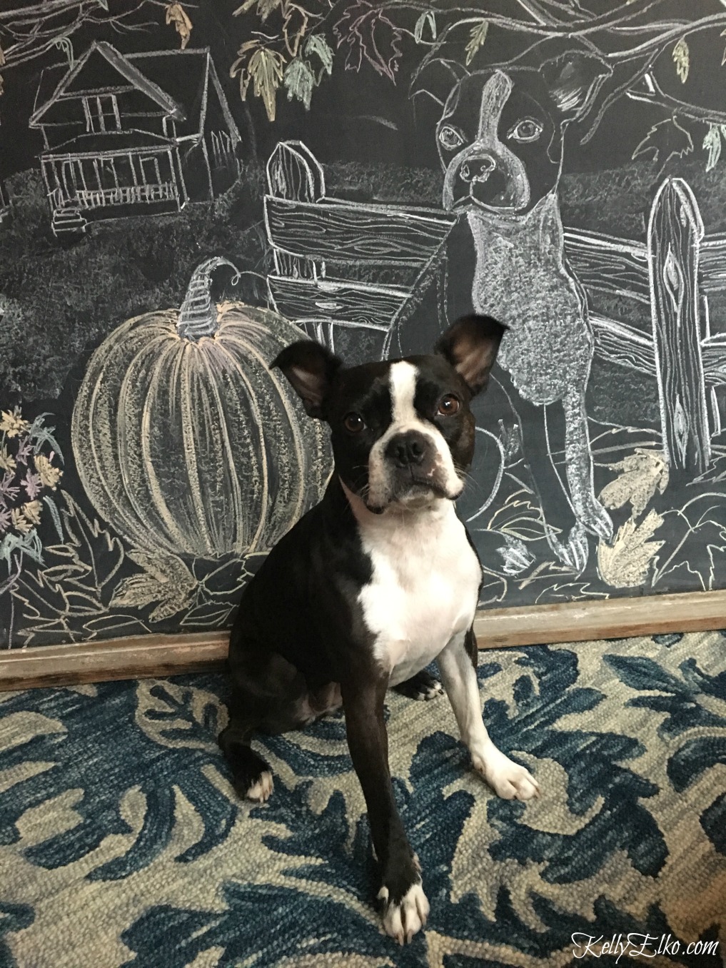 Boston Terrier chalkboard art kellyelko.com