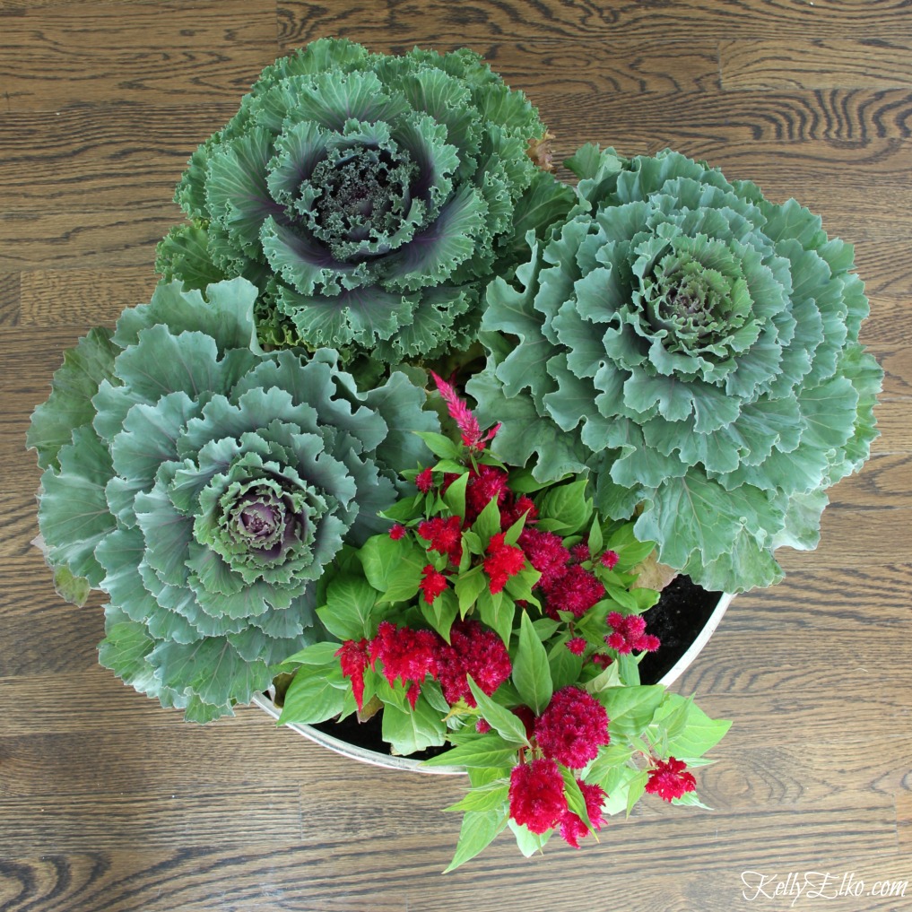 Create this dramatic cabbage fall centerpiece kellyelko.com