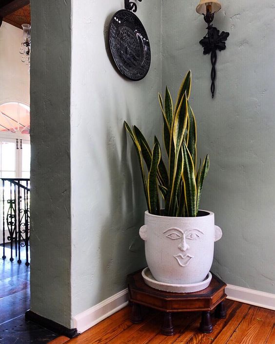 Head vase with snake plant