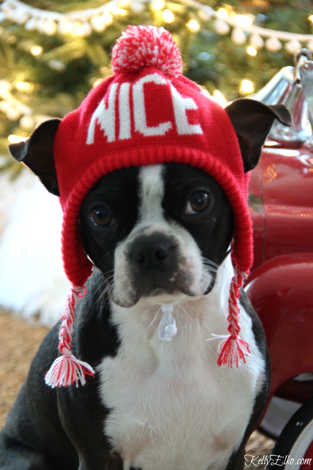 Dogs in Sweaters! Love this cute Christmas hat on this Boston Terrier kellyelko.com #petclothes #dogclothes #dogsweater #bostonterrier #kellyelko