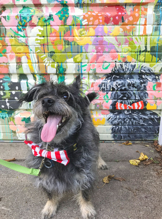 Floral mural with a dog 