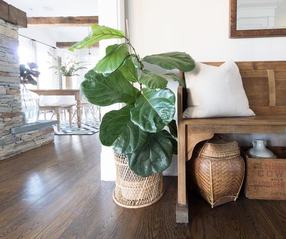 Fiddle leaf fig in an old basket planter 