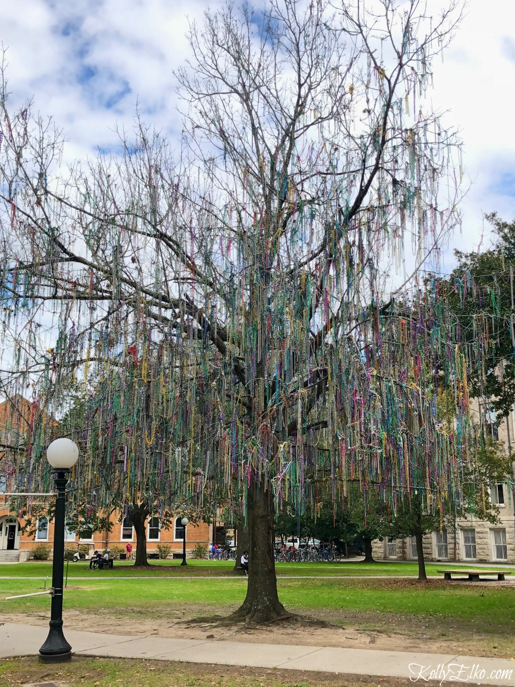 Best of New Orleans - what to see, do and eat. The bead tree on the Tulane University campus is a sight to see after Mardi Gras! kellyelko.com #neworleans #nola #travel #vacation #tulane