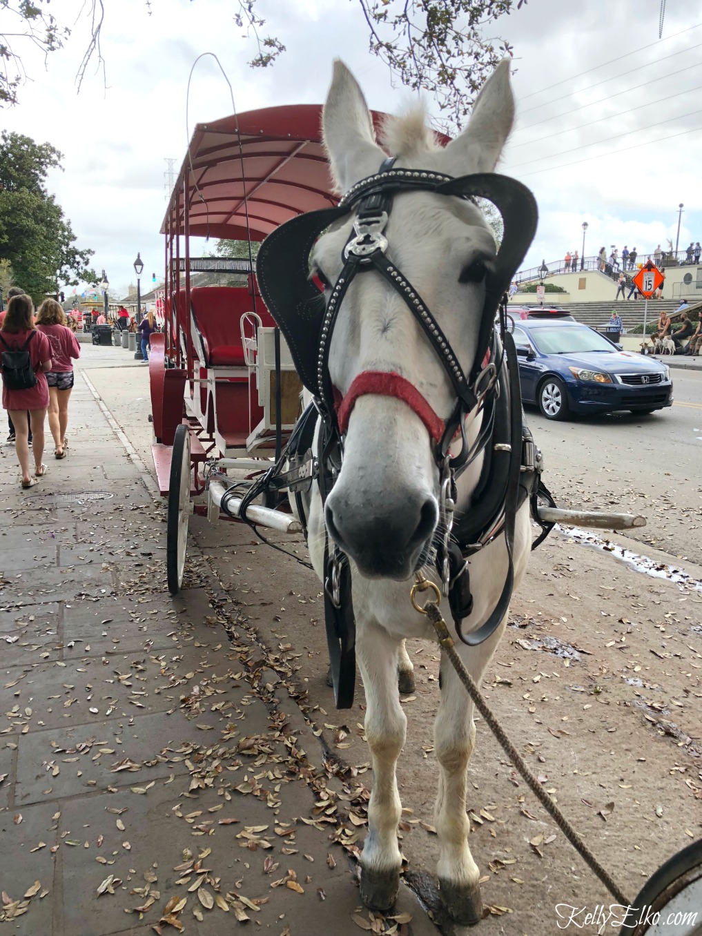 Best of New Orleans - what to see, do and eat. A horse drawn carriage is a fun way to explore NOLA kellyelko.com #neworleans #nola #travel #vacation #horse
