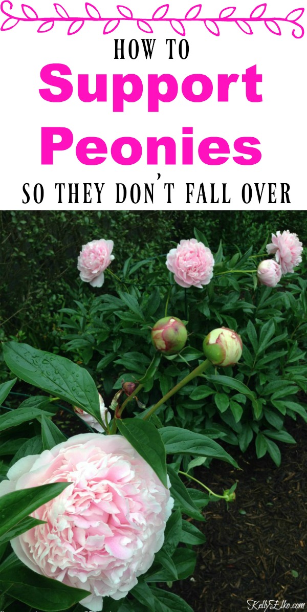 How to Support Peonies so they don't fall over and great tips on successfully growing peonies kellyelko.com #peonies #perennials #gardening #gardeningtips #gardens