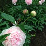 Peony Supports - how to support peonies so they don't fall over kellyelko.com