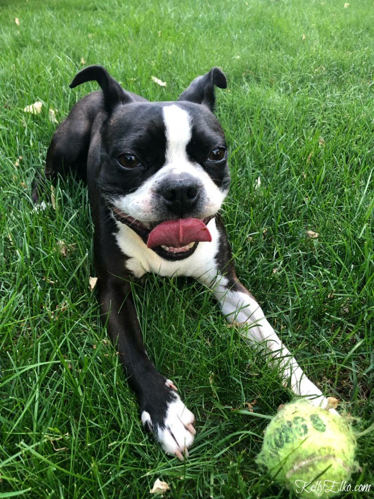 boston-terrier-ball