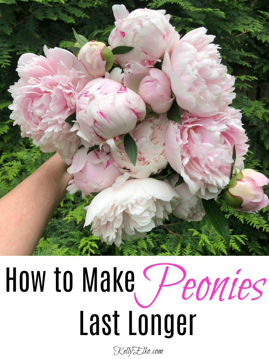 How to Make Peonies Last Longer - great tips for making sure your peonies are always at their prime kellyelko.com #peonies #peony #gardening #gardeningtips #gardens #perennials 