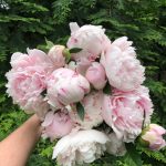 How to make peonies last kellyelko.com #peonies #peony #gardening #gardeningtips #gardens #perennials