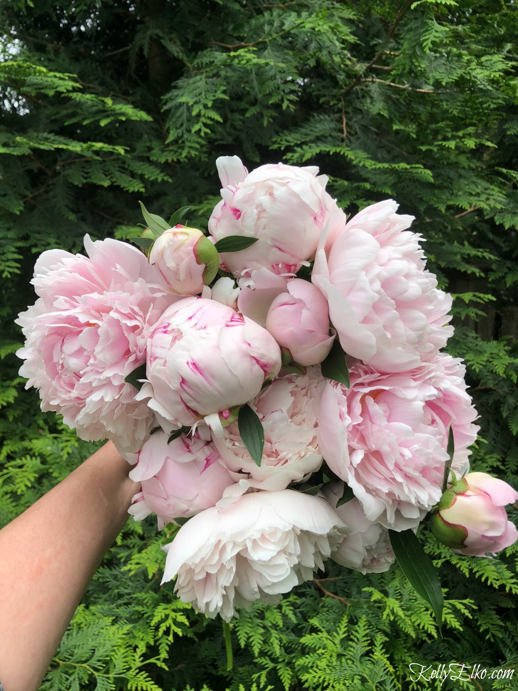 How to make plant peonies and peony care tips last kellyelko.com 