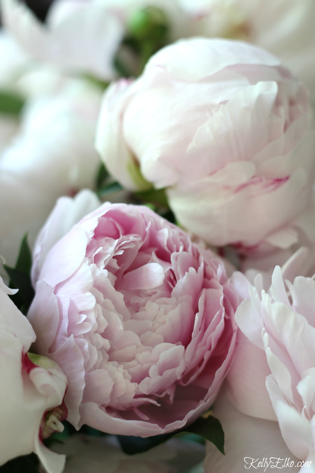 How to Make Peonies Last Longer - Kelly Elko