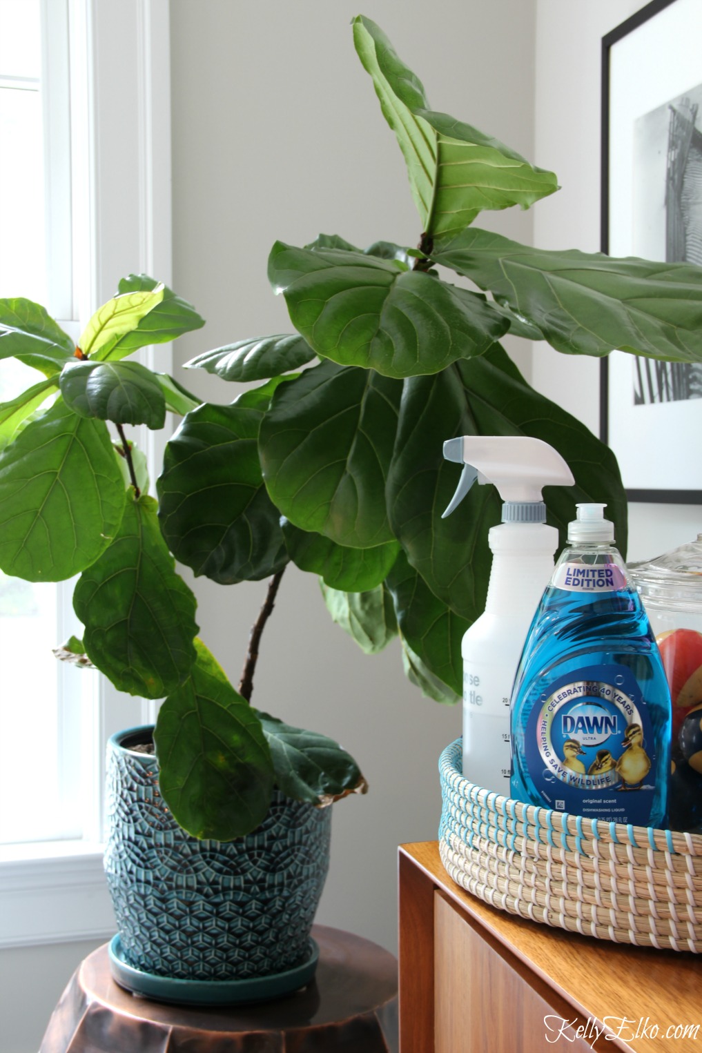 Favorite Uses for Dawn including how to keep bugs off houseplants! kellyelko.com #tipsandtricks #cleanhouse #cleaningtips #greenthumb #houseplants 