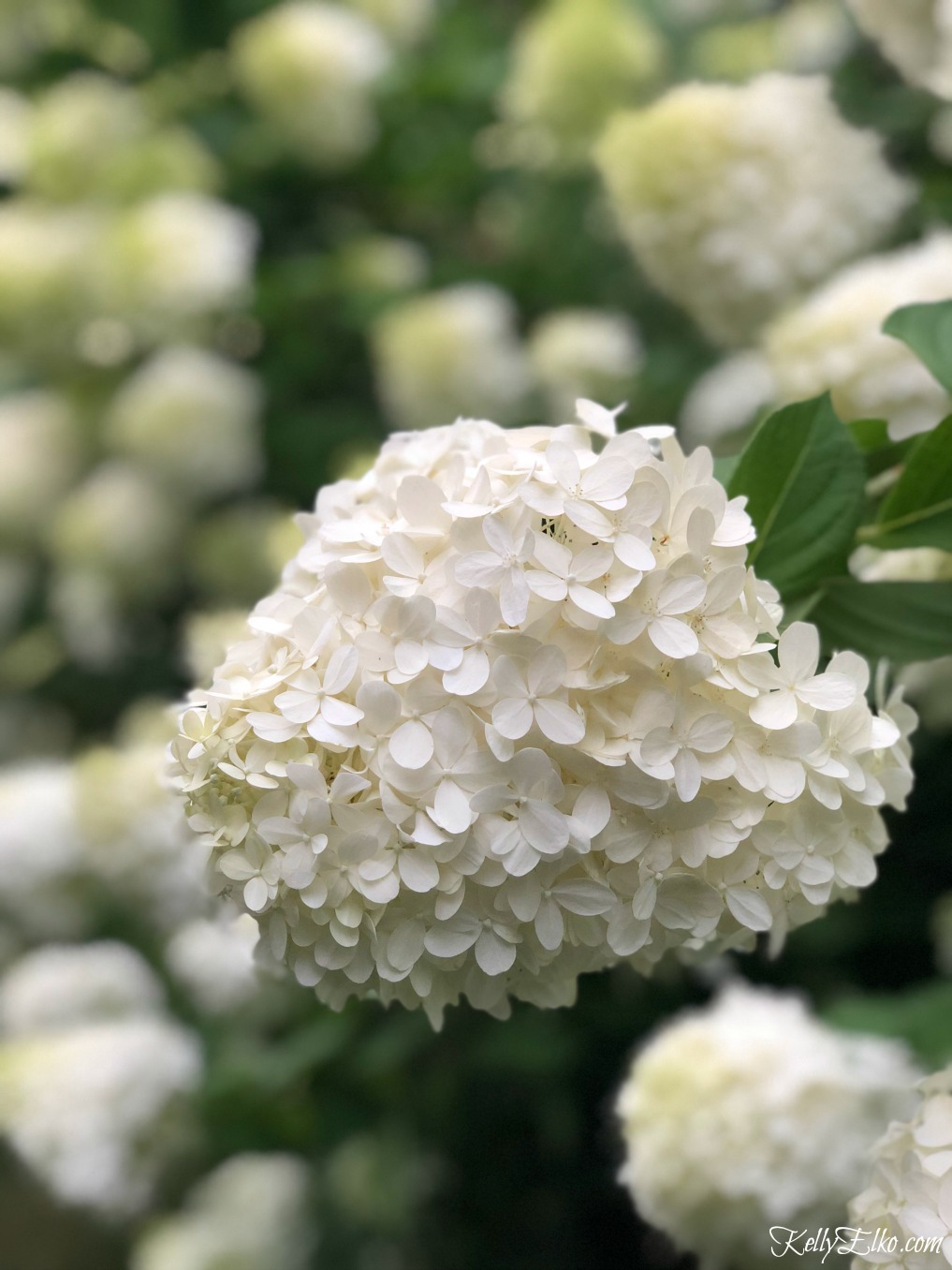 Limelight hydrangeas - planting and care tips kellyelko.com #gardening #gardens #gardeningtips #hydrangeas #perennials 