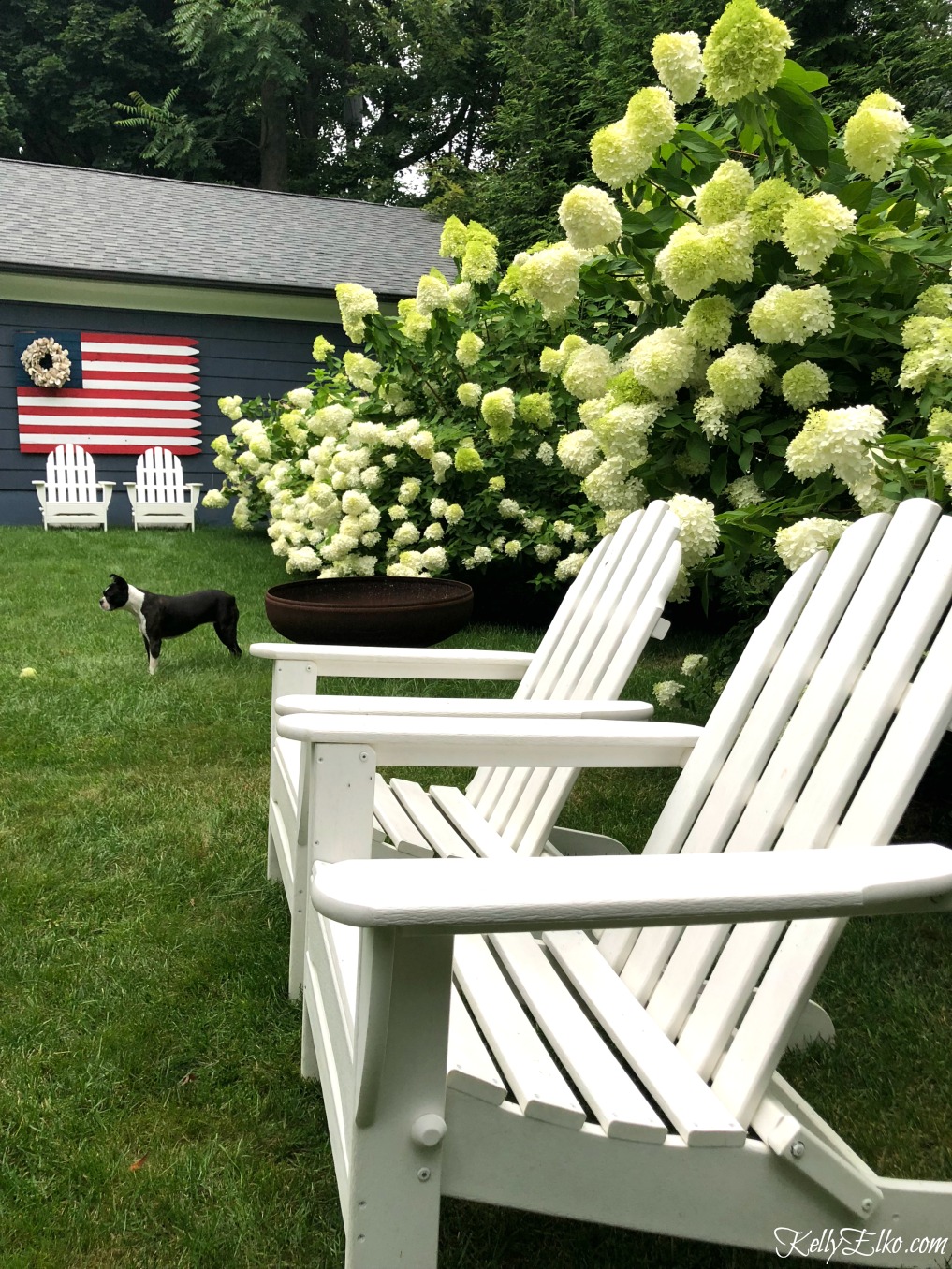 Plant a stunning limelight hydrangea hedge kellyelko.com