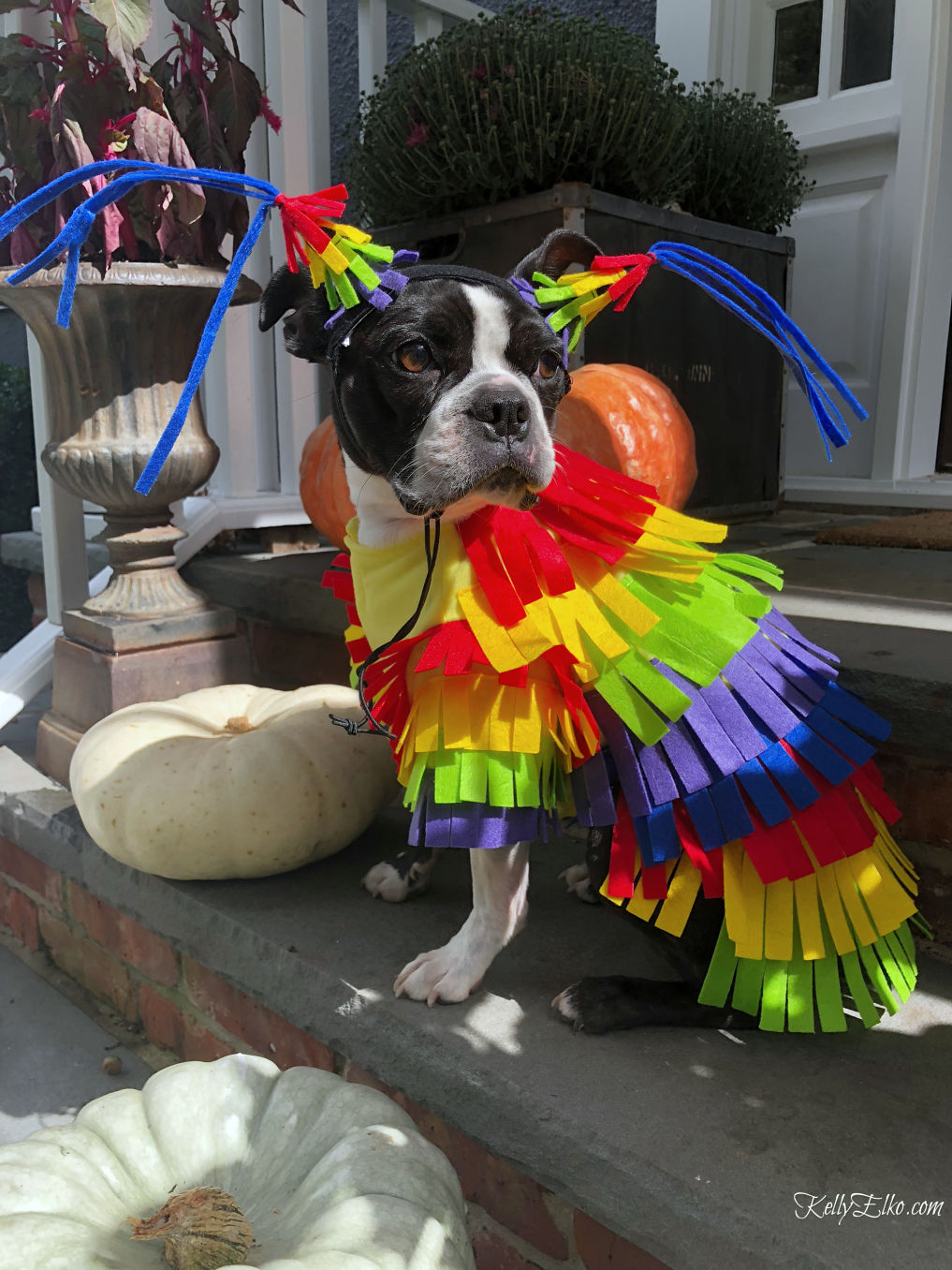 Dog Halloween costume - how cute is this Halloween pinata costume for your dog! kellyelko.com #dogs #petcostume #dogcostume #halloweencostumes #halloween #pinata