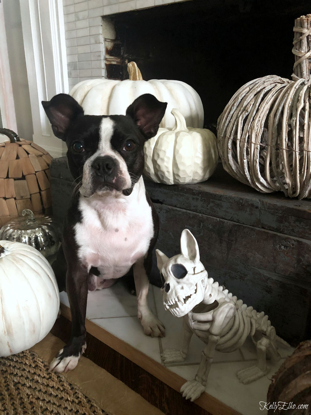 Dog skeleton with Boston Terrier! Such a fun Halloween decoration kellyelko.com #halloween #halloweendecor #halloweendecorating #skeleton #dogcostumes #falldecor 