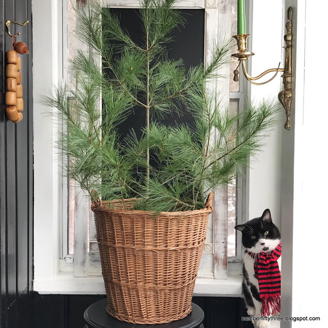 Adorable Christmas cat in a scarf 