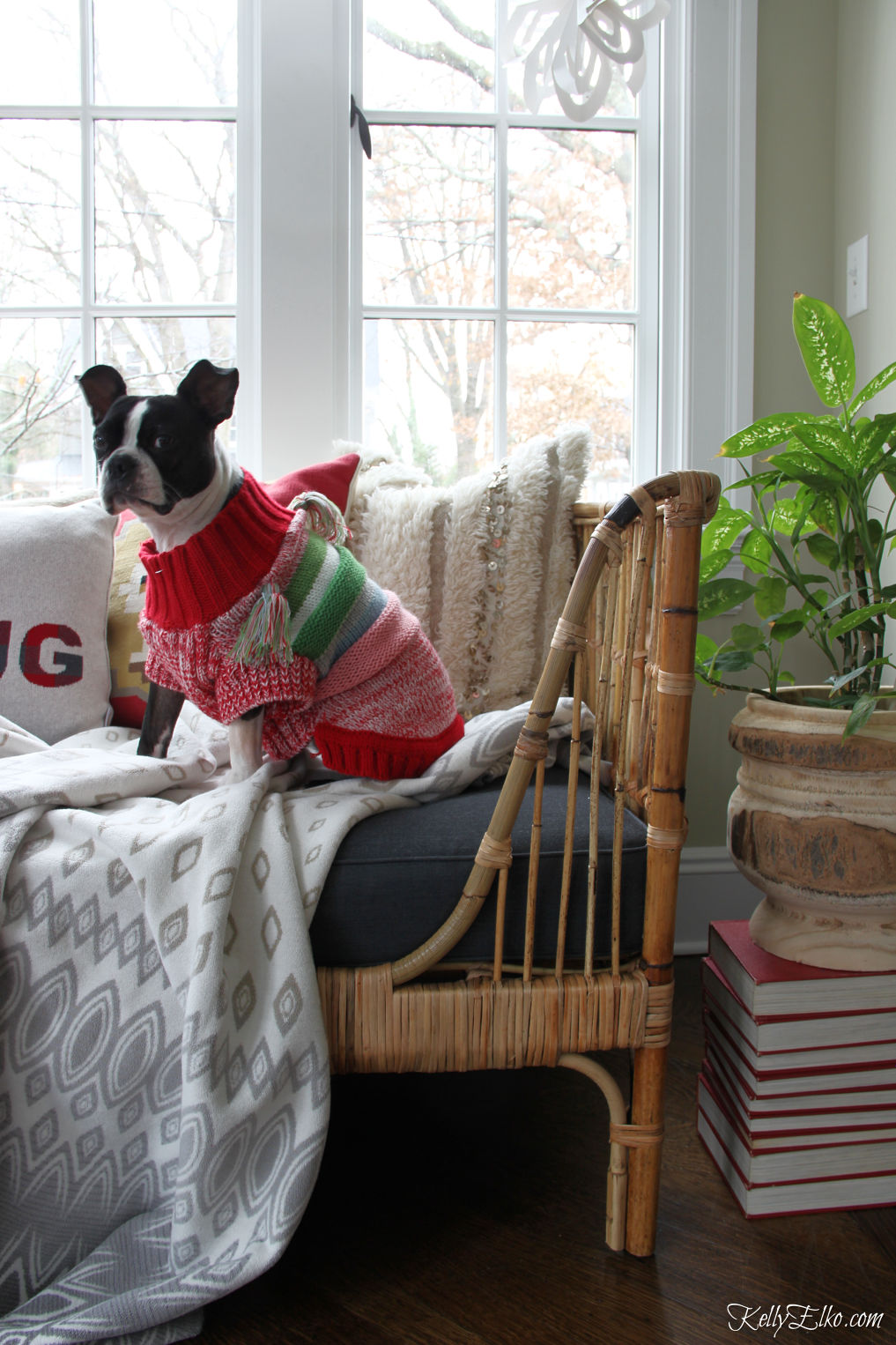 How cute is this little Boston Terrier in colorful sweater sitting on a rattan daybed kellyelko.com #bostonterrier #bohodecor #daybed #rattan #boho