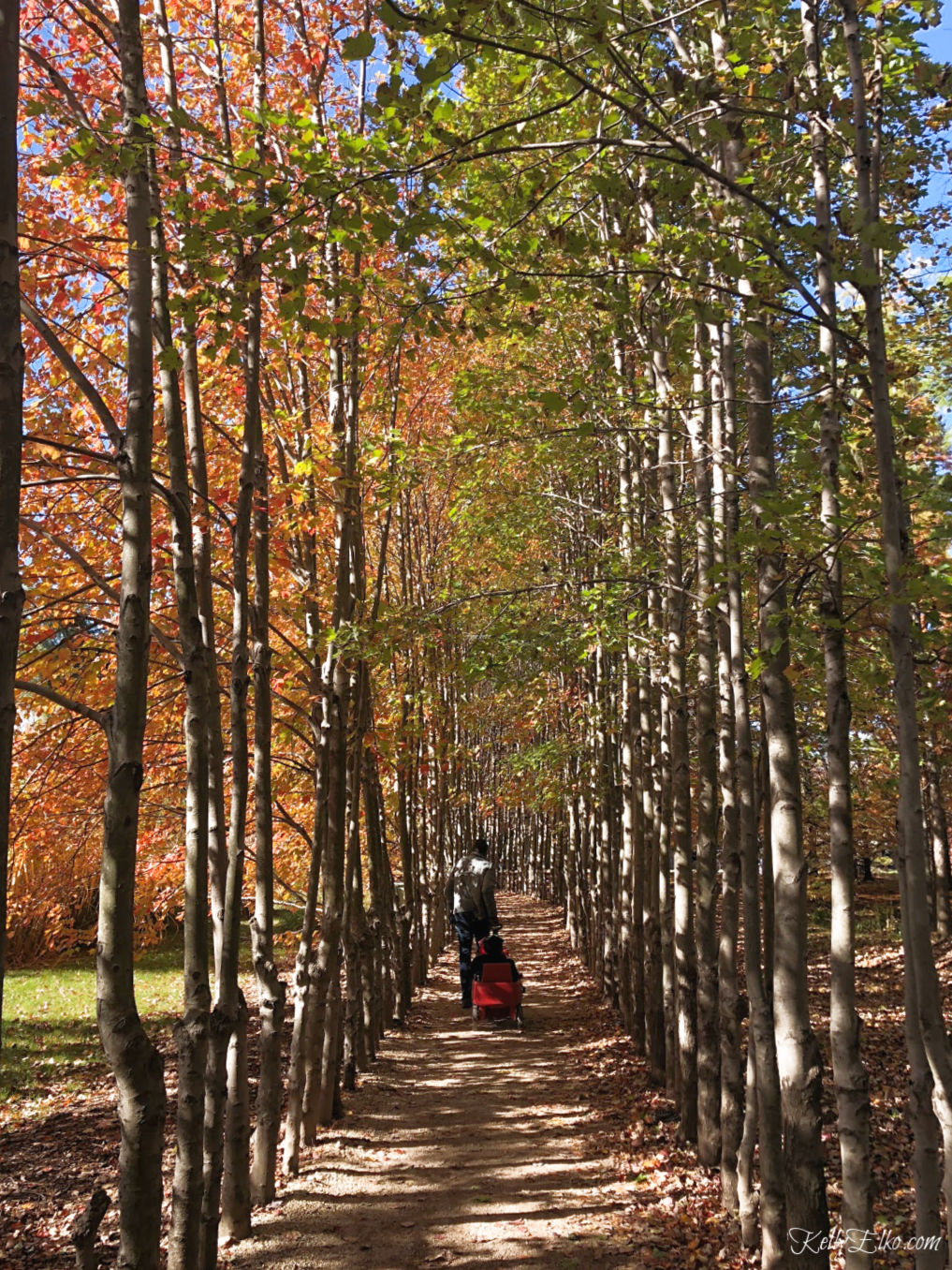 Grounds for Sculpture marries sculptures with a bucolic setting in NJ. This park is a must see! kellyelko.com #parks #naturephotography #travel #daytrips #fall #fallfoliage 