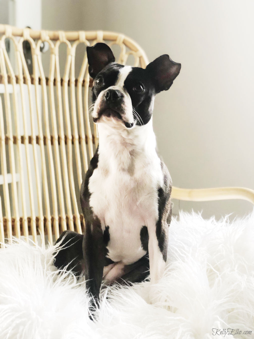 Boston Terrier glamour shot! kellyelko.com #bostonterrier #modeldog #dogmodel #cutedog #petphotography