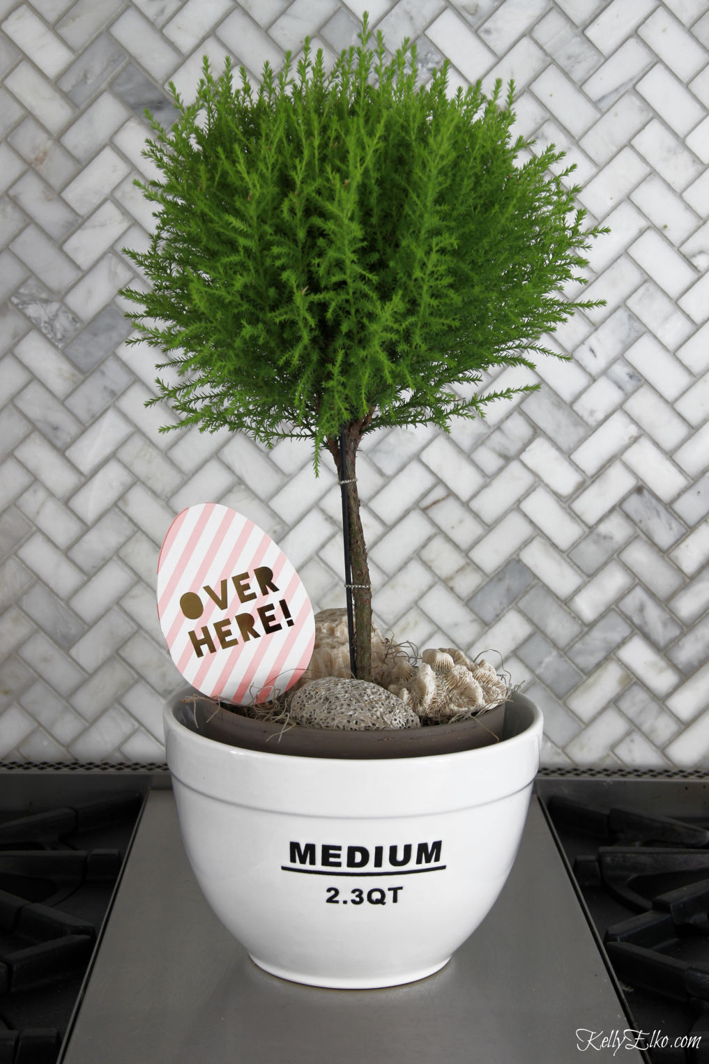 Love this topiary displayed in a kitchen bowl kellyelko.com #plants #indoorplants #plantlady #topiary 