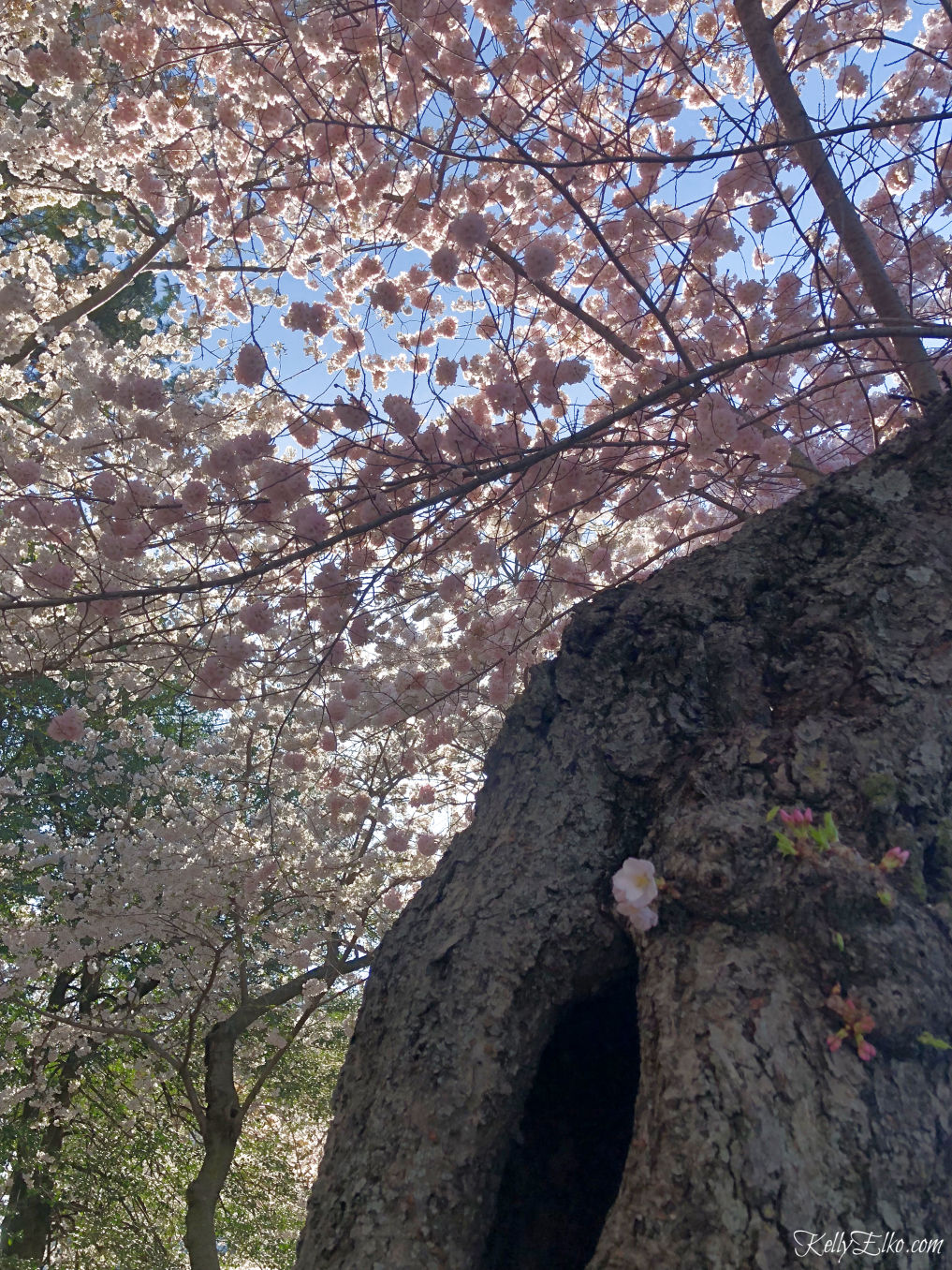 Cherry Blossoms in Washington, DC kellyelko.com #cherryblossoms #travel #travelblog #vacation 