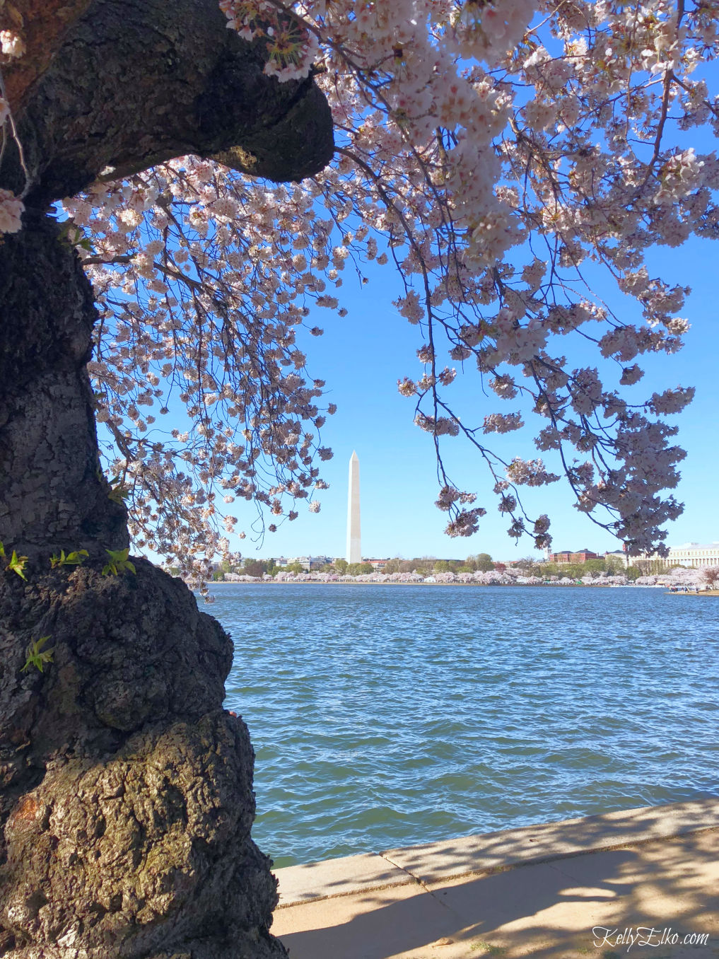 Weekend in Washington DC - cherry blossom season is incredible kellyelko.com #travel #travelblogger #washingtondc #dc #vacation #familytravel #getaway #escape #cherryblossoms #washingtonmonument