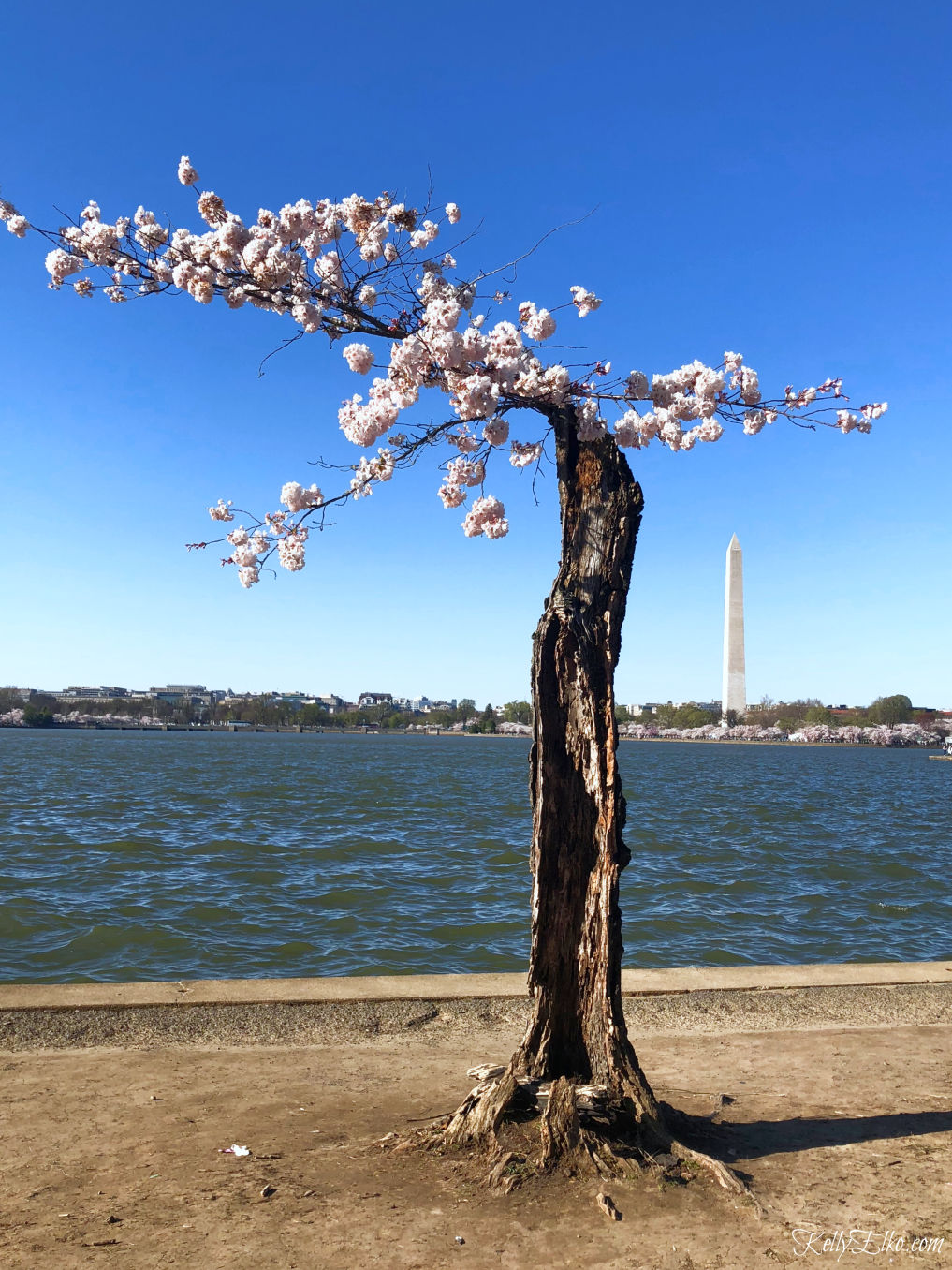 52 Weeks of Yes! Experience the Cherry Blossoms in Washington, DC kellyelko.com #cherryblossoms #washingtondc #52weeksofyes