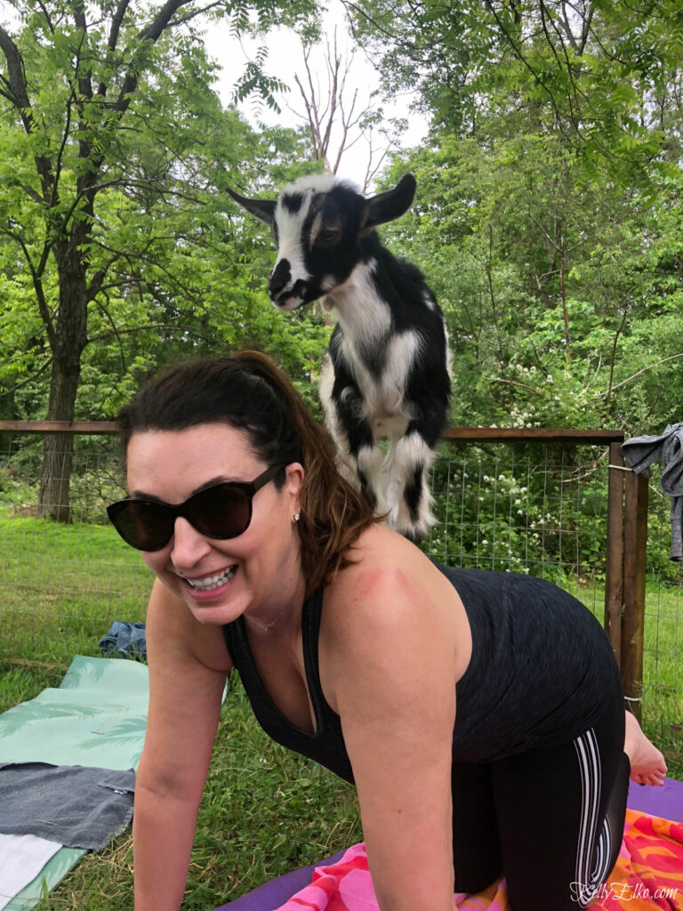 52 Weeks of Yes Week Three - goat yoga! kellyelko.com #52weeksofyes #goatyoga #yoga