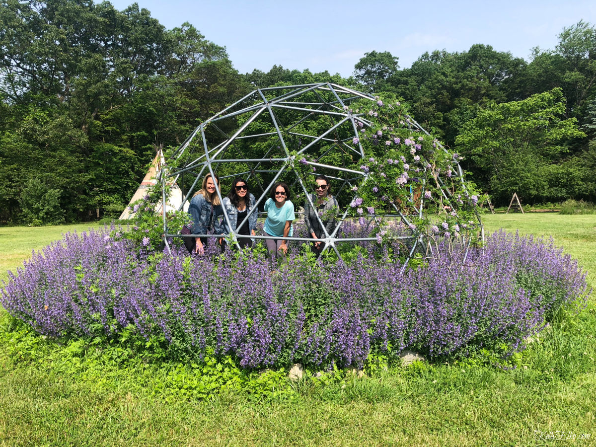 Lavender and wisteria in full bloom kellyelko.com #lavender #wisteria #gardening #gardens #climbingflowers 