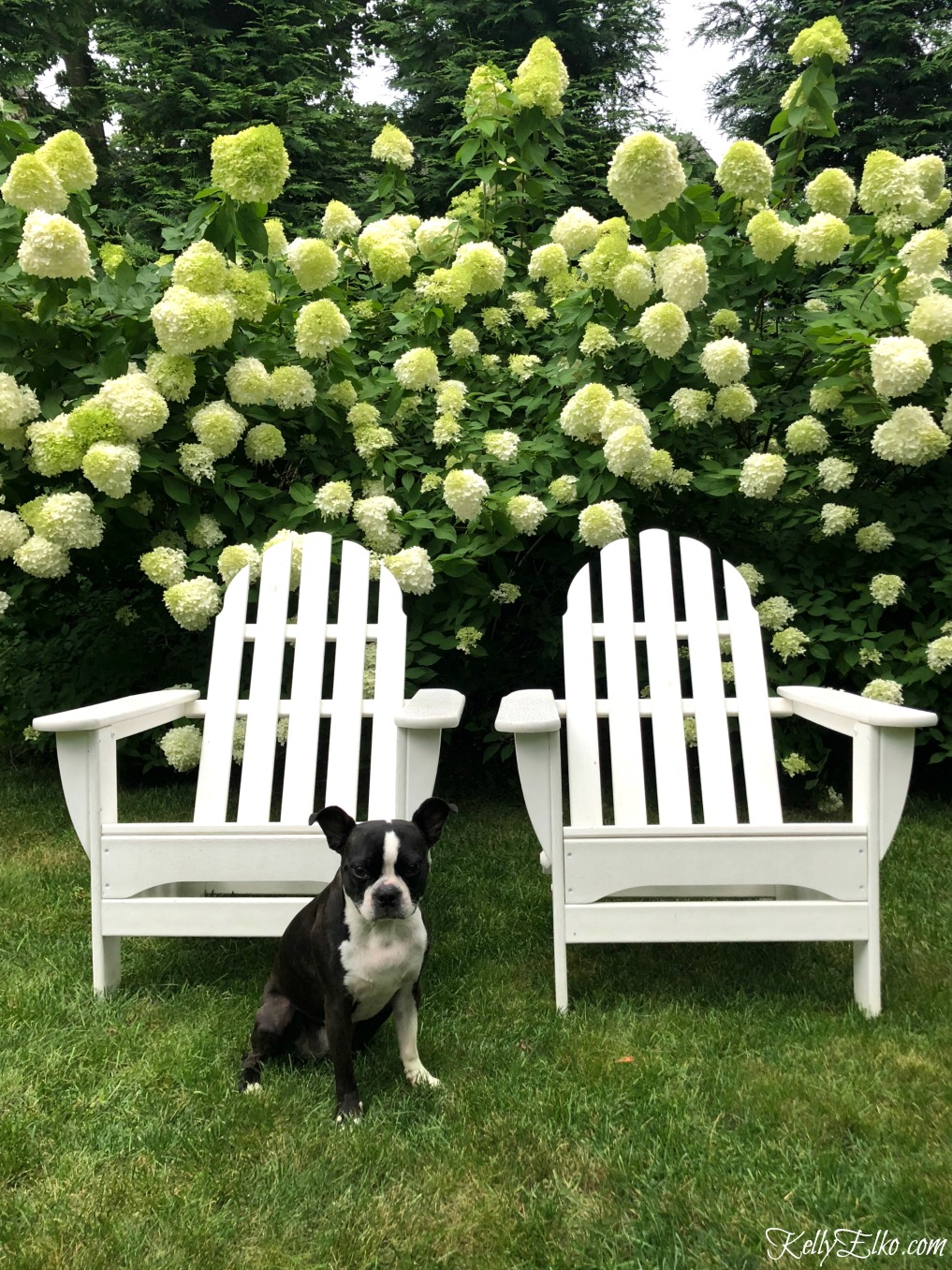 POLYWOOD Adirondack Chairs and stunning Limelight hydrangeas kellyelko.com 