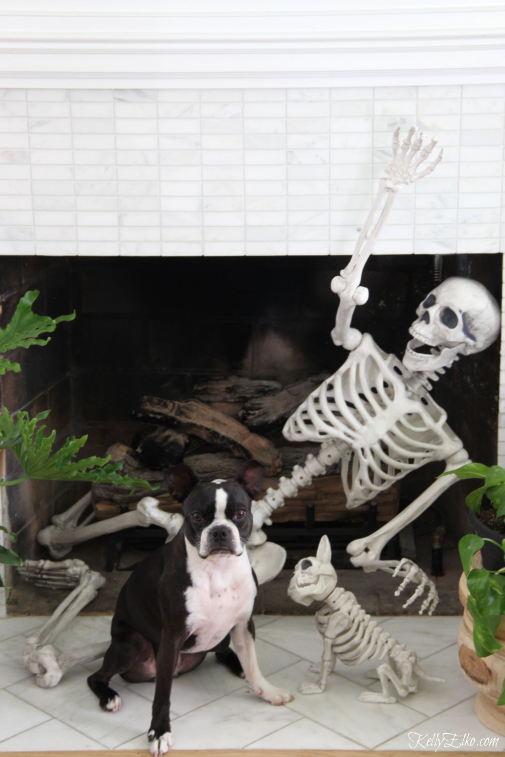 Love this Halloween mantel with life size skeleton and his dog in the fireplace! kellyelko.com #halloween #halloweendecor #halloweendecorations #skeleton #halloweenideas #diyhalloween #halloweenhouse 