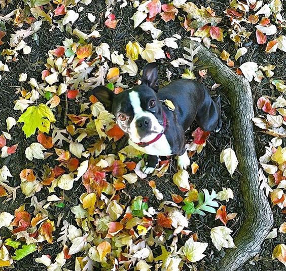 Adorable Boston Terrier in a pile of fall leaves kellyelko.com #dogs #bostonterrier #fall #fallfoliage