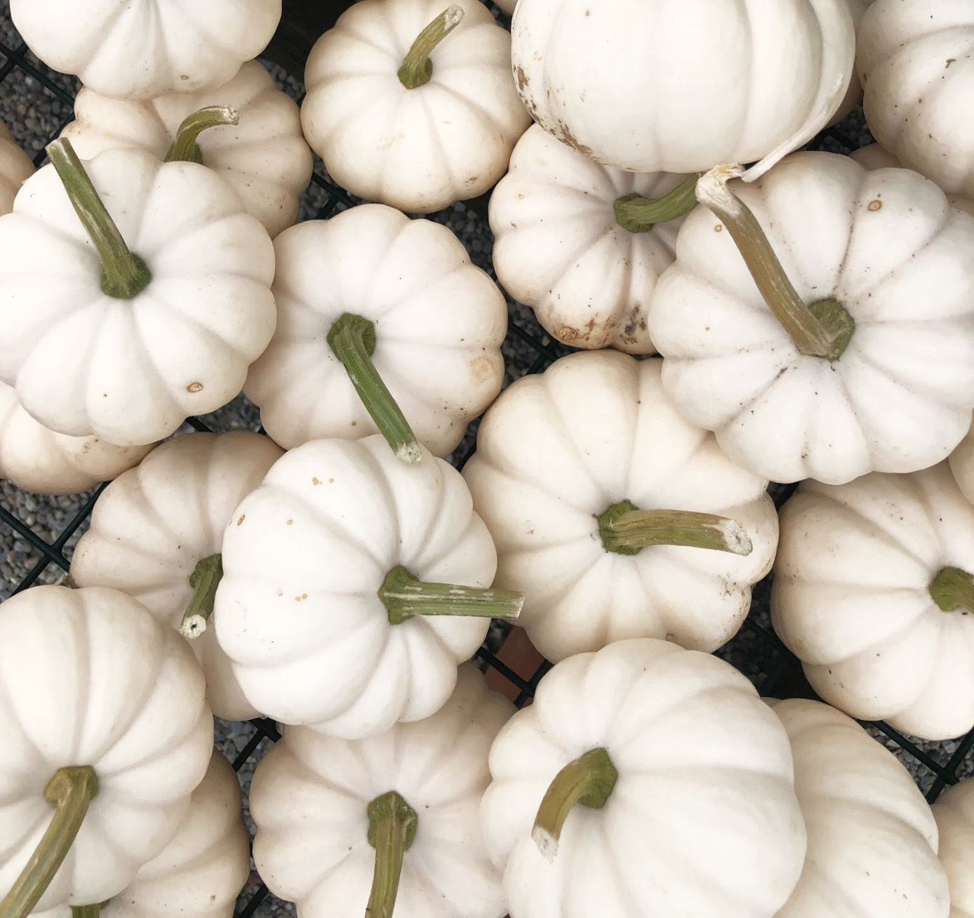 White Pumpkins kellyelko.com #pumpkins #fall 