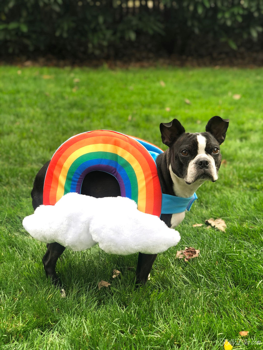 How adorable is this dog rainbow costume! The Boston Terrier is so cute too kellyelko.com #halloween #halloweencostume #rainbow #petcostume #dogcostume #bostonterrier 