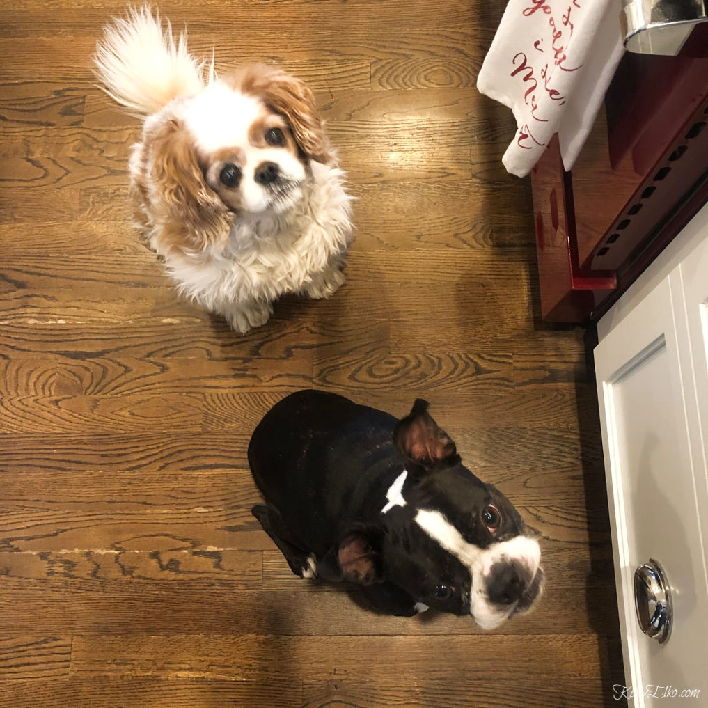 Adorable Boston Terrier and King Charles Cavelier waiting for a treat kellyelko.com #dogs #bostonterrier #kingcharlescavelier