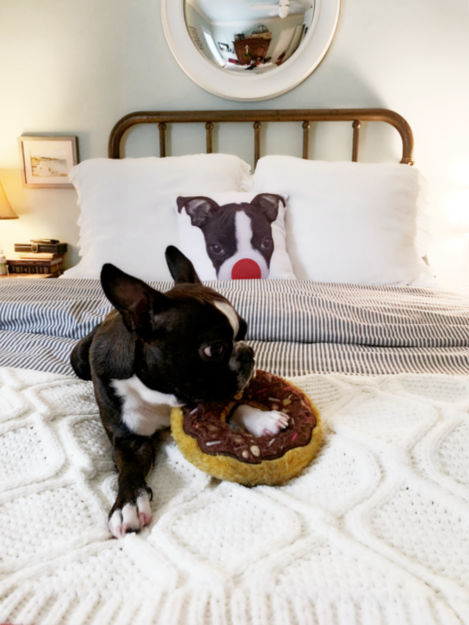 Adorable Boston Terrier and his matching pillow kellyelko.com #bostonterrier #pillows #christmaspillow #christmasdecor #doglovers #kellyelko