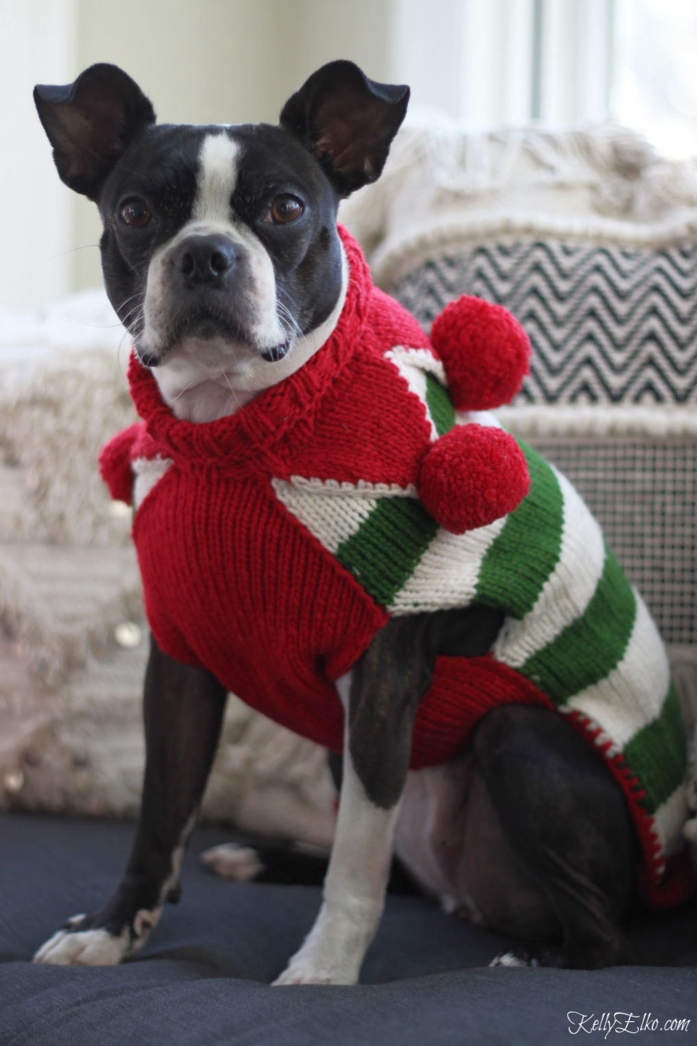 Cute Boston Terrier in her Christmas elf sweater kellyelko.com #christmasdog #dogclothes #bostonterrier #kellyelko