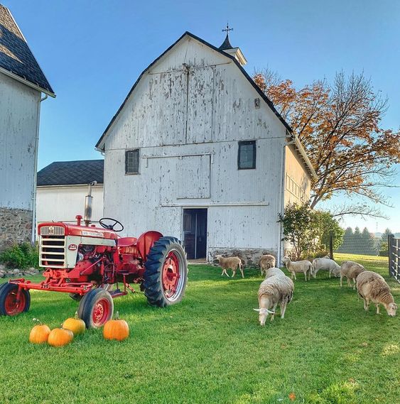 Beautiful old barn with red tractor and grazing sheep kellyelko.com #barn #farm #farmhouse #sheep #tractor #farmhousestyle #farmhousedecor