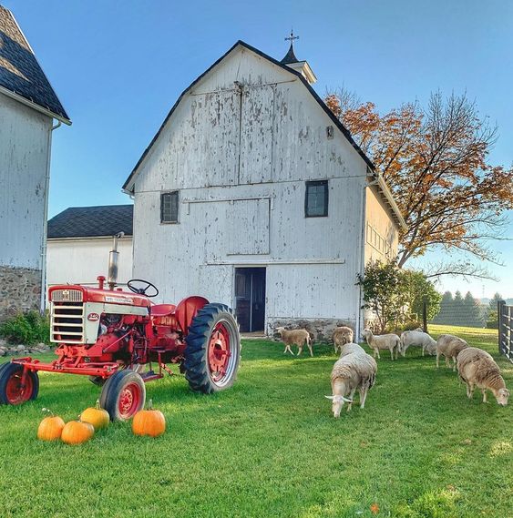 Beautiful old barn with red tractor and grazing sheep kellyelko.com #barn #farm #farmhouse #sheep #tractor #farmhousestyle #farmhousedecor 