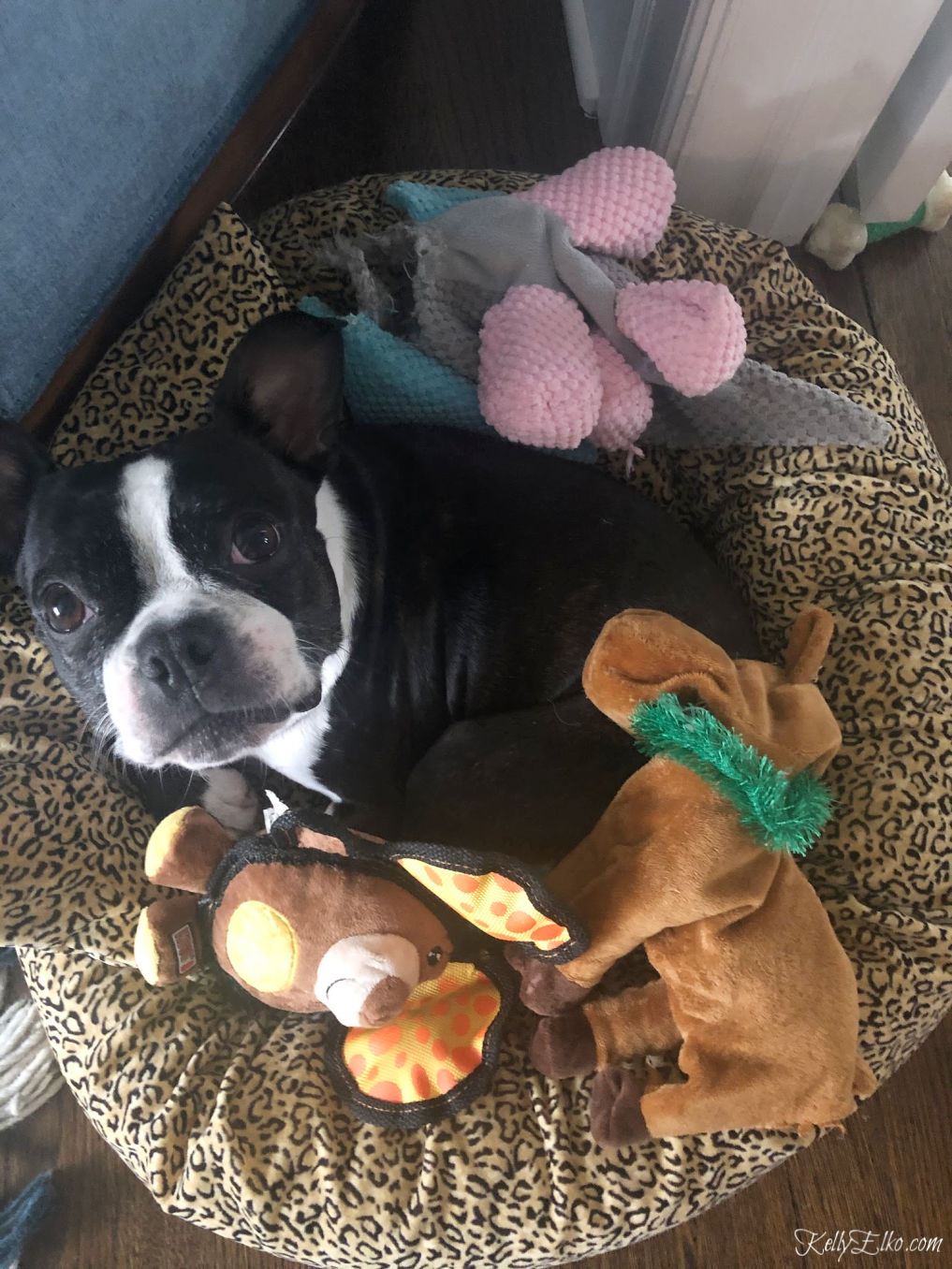 Boston Terrier with her toys kellyelko.com #bostonterrier #dogtoys