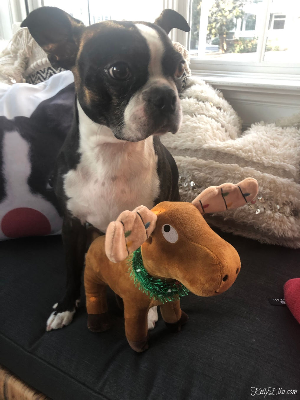 Boston Terrier with Christmas toy kellyelko.com #christmasdog #bostonterrier 