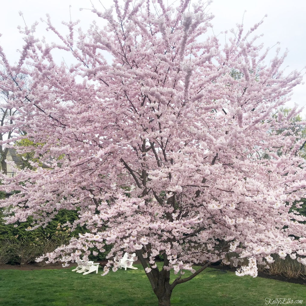 Cherry Blossom Tree in full bloom! What a spectacular sight for spring kellyelko.com #cherryblossom #cherryblossomtree #pinkflowers #floweringtrees #gardening #landscaping #kellyelko