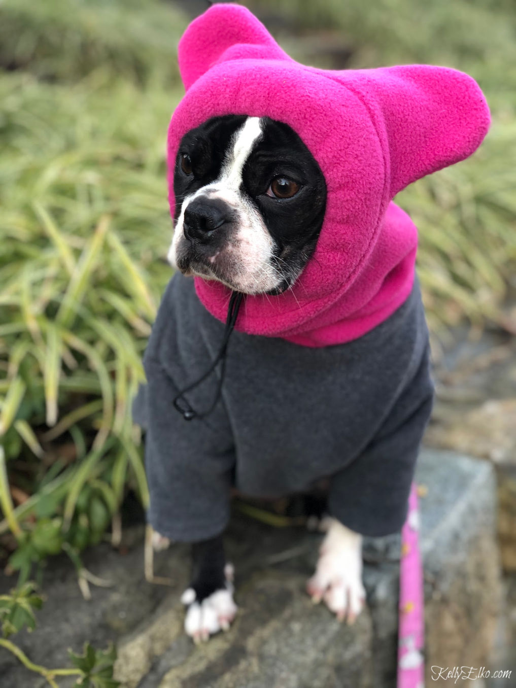 The perfect hoodie dog coat for cold winter days kellyelko.com #bostonterrier #frenchbulldog #dogclothes #dogsweater #kellyelko #snorf