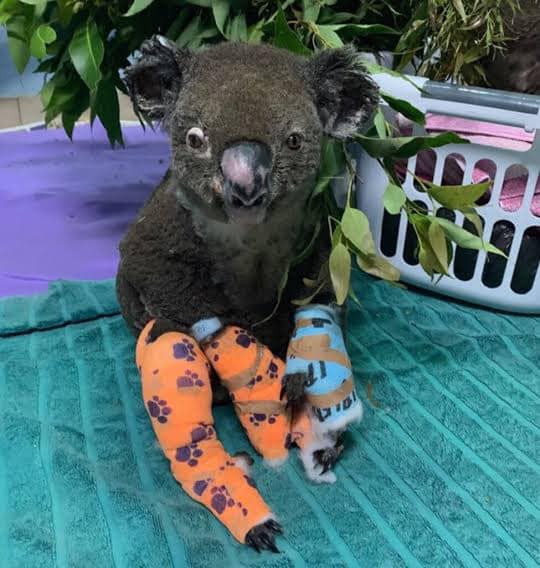 Burned Koala in Australian Fires 