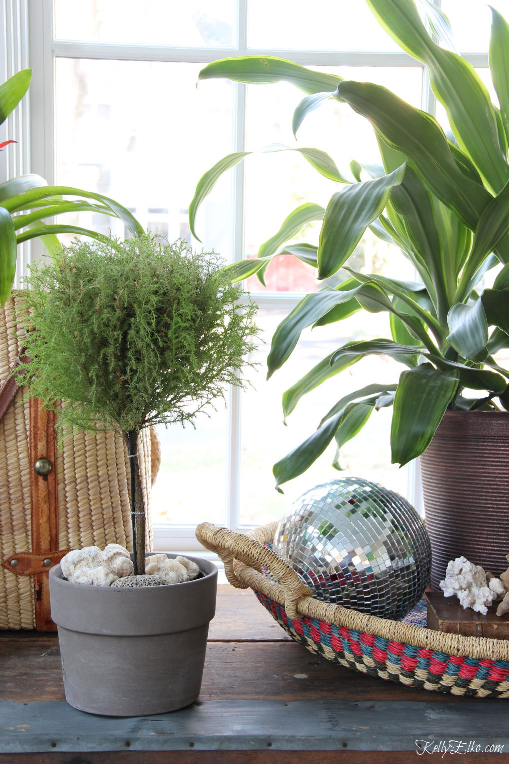 Beautiful houseplant display including a lemon cypress kellyelko.com #plants #houseplants #sunroom #jungalow #jungalowstyle #bohostyle #bohodecor #interiordesign #planters #vintagedecor #plantlady #eclecticdecor #kellyelko #lemoncypress #topiary #discoball