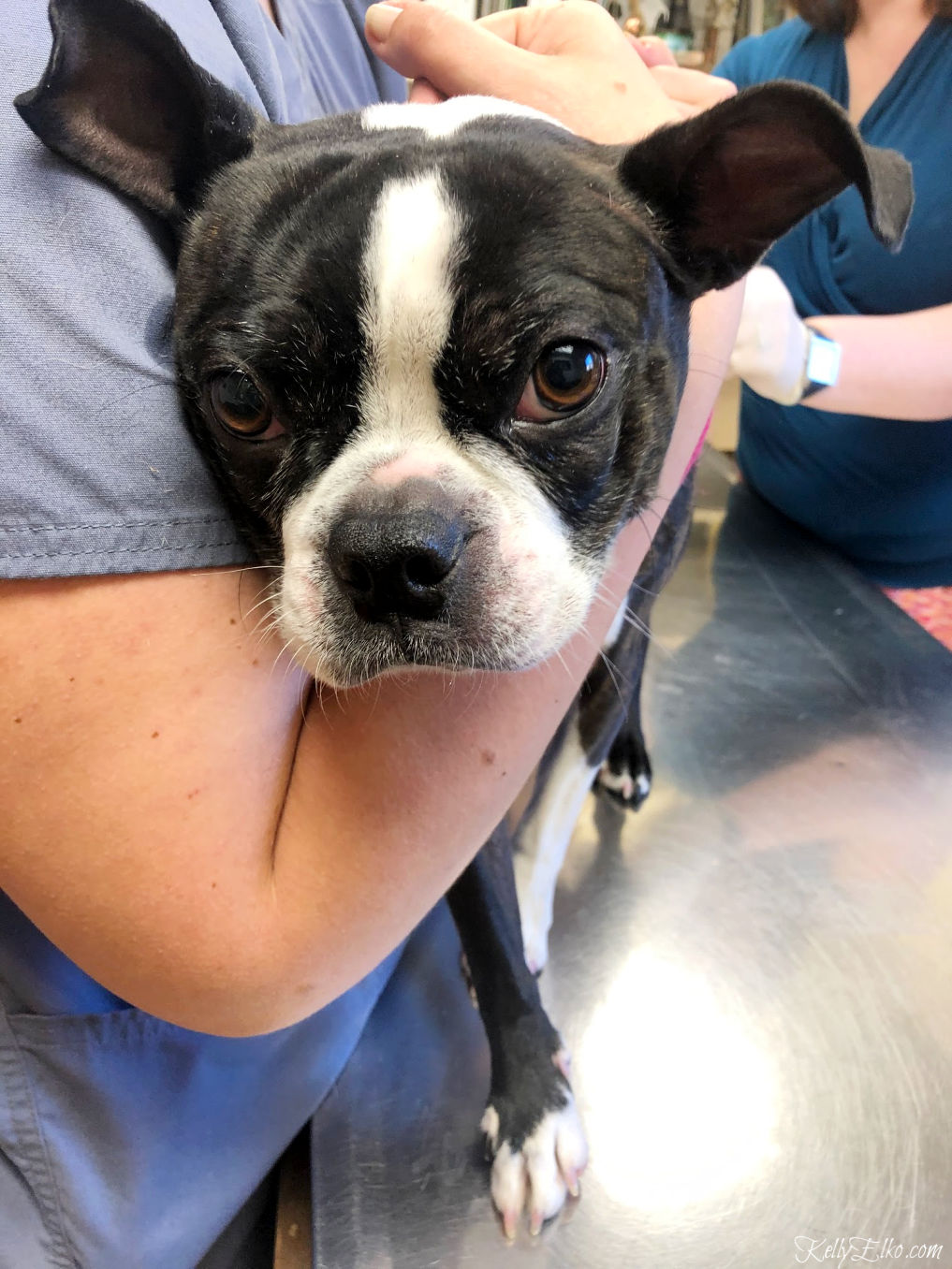 Cute Boston Terrier at the vet! kellyelko.com #bostonterrier 