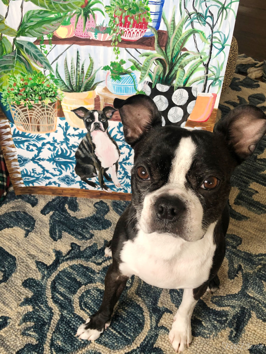 How fun is this custom pet portrait! I love the colorful plants and pattern and of course the Boston Terrier! kellyelko.com #petportrait #customart #originalart #artist #bostonterrier #colorlovers #plantlady